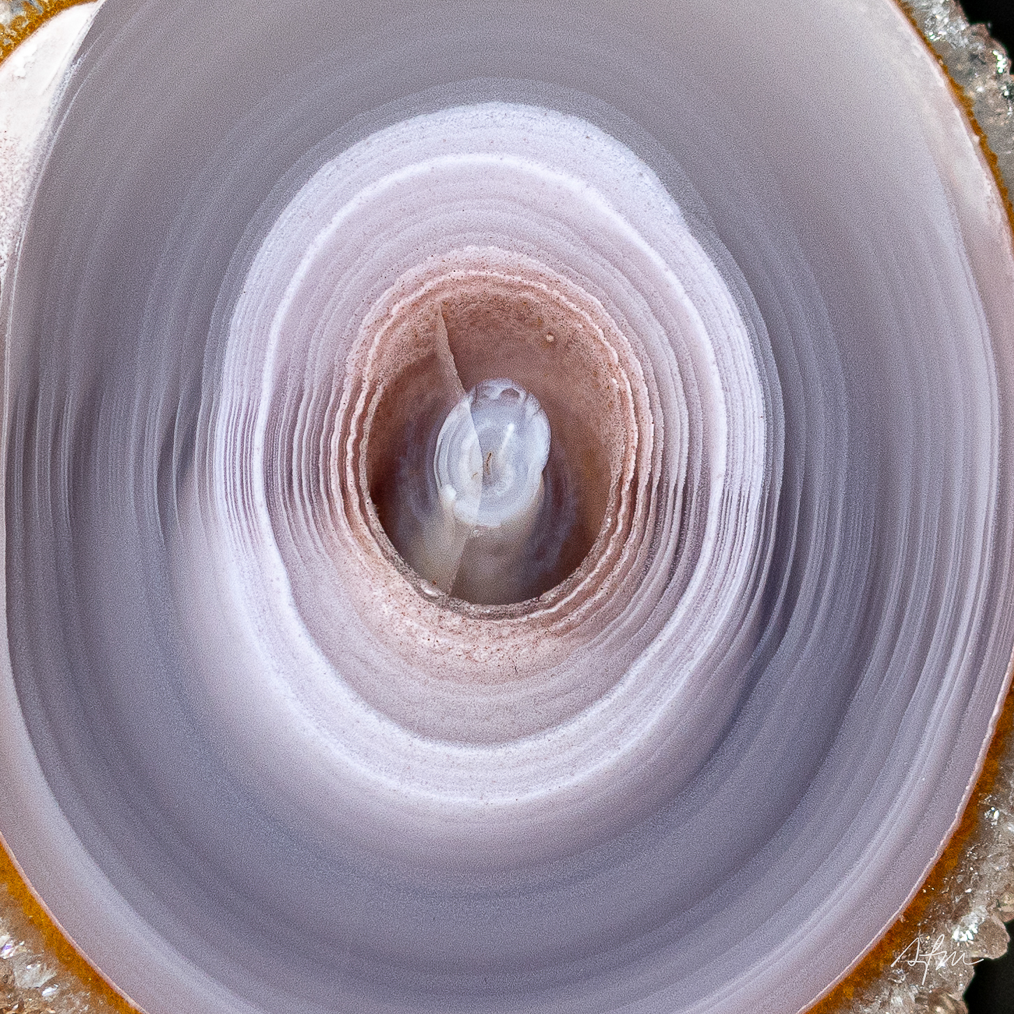 Silken Rings - view 3