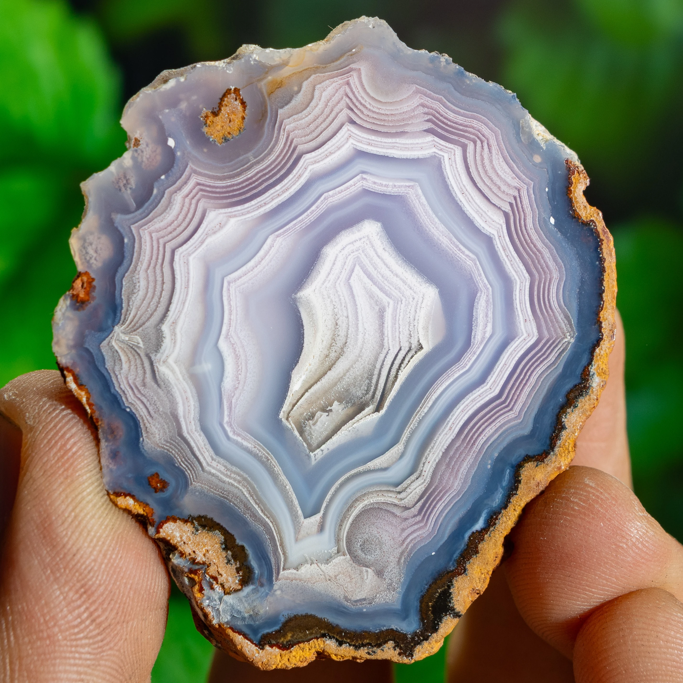 Blue Oyster - view 2