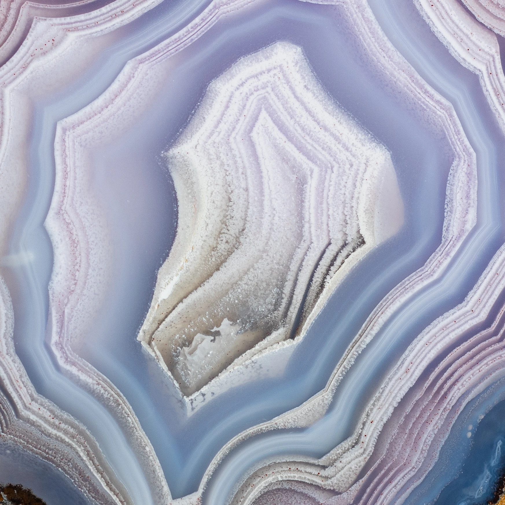 Blue Oyster - view 4