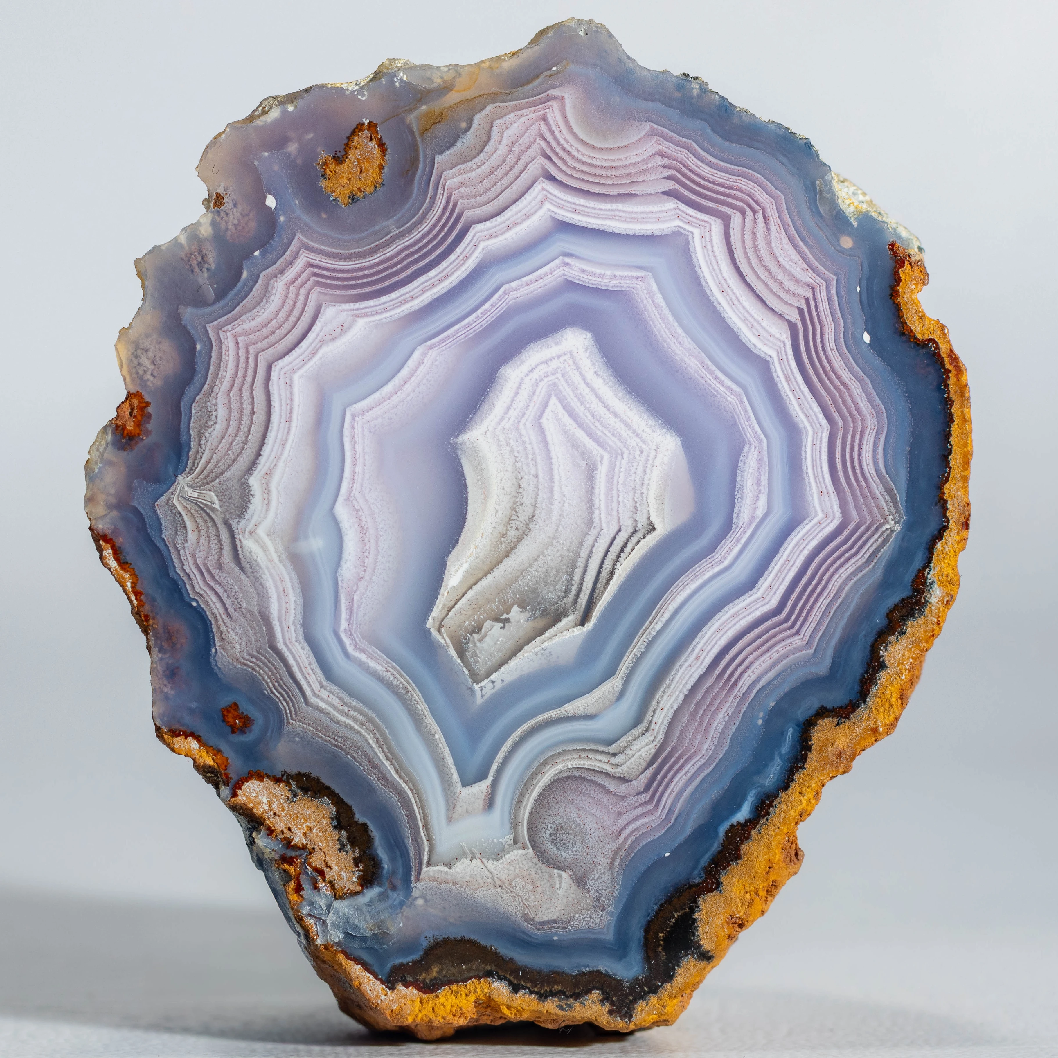 Blue Oyster - view 5
