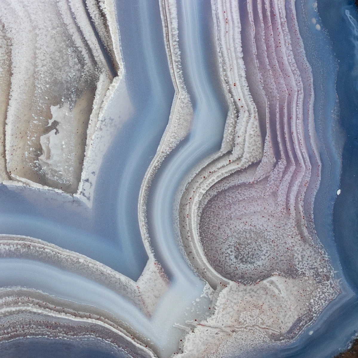 Blue Oyster - view 3