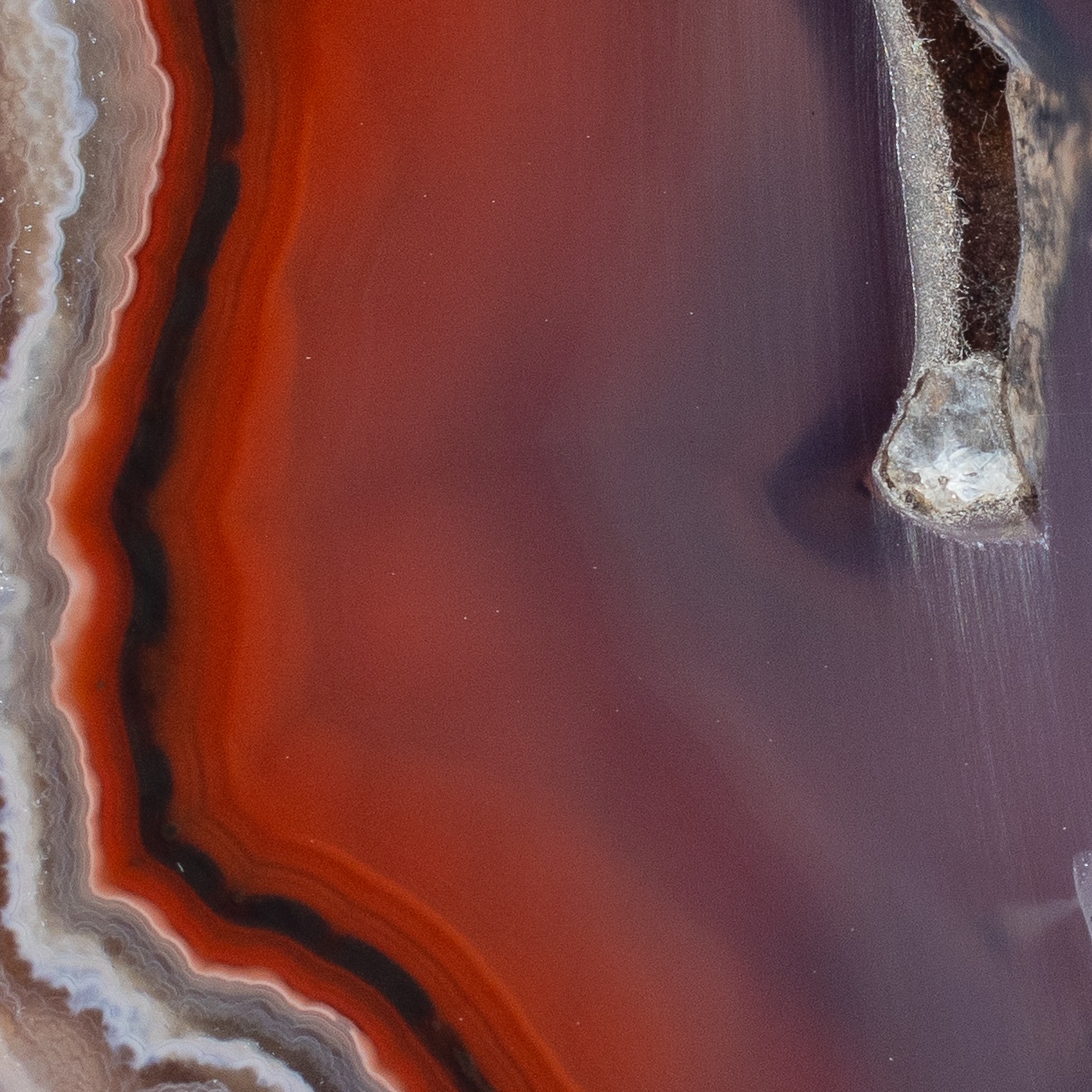 Red Pulse - view 4