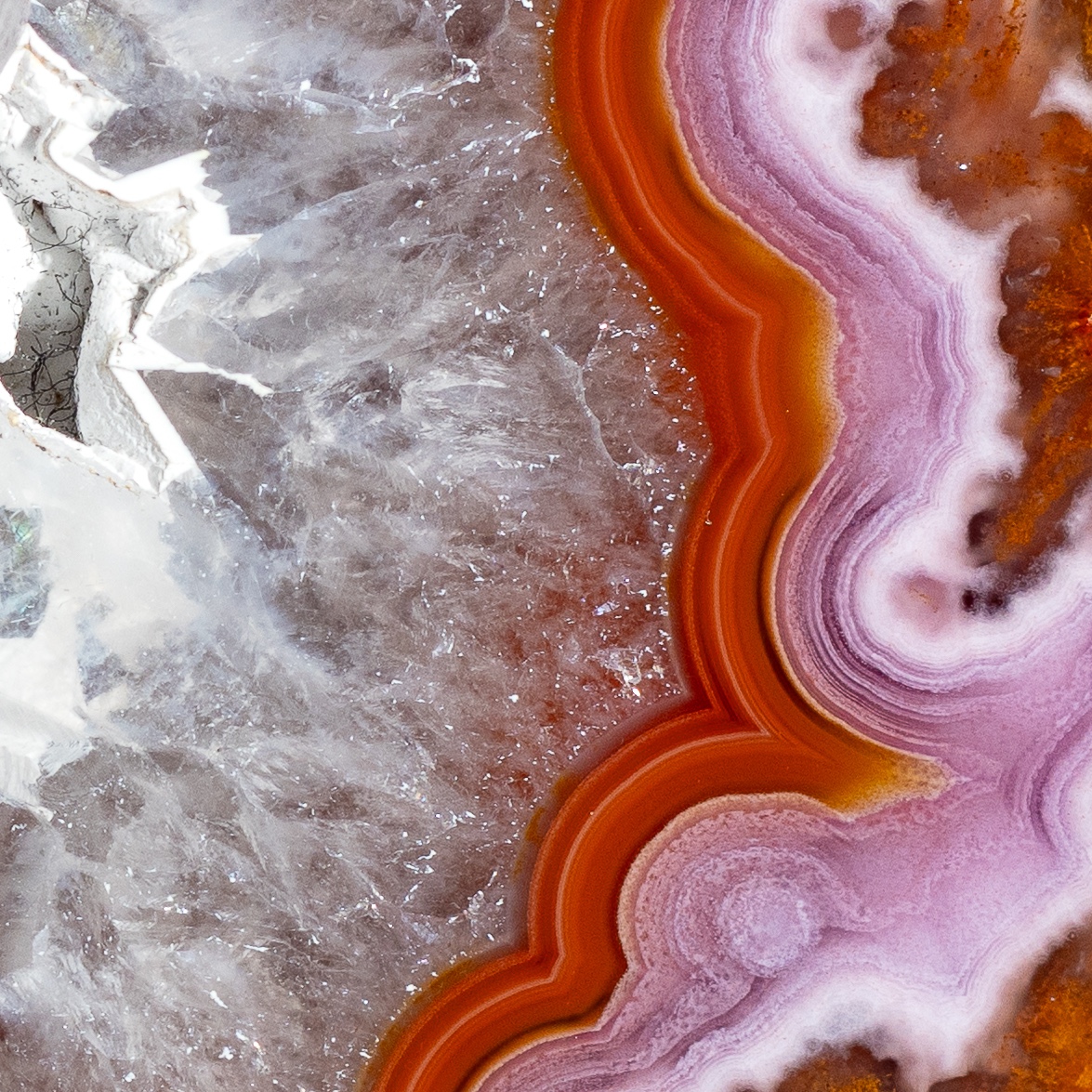 Ciliate - view 5