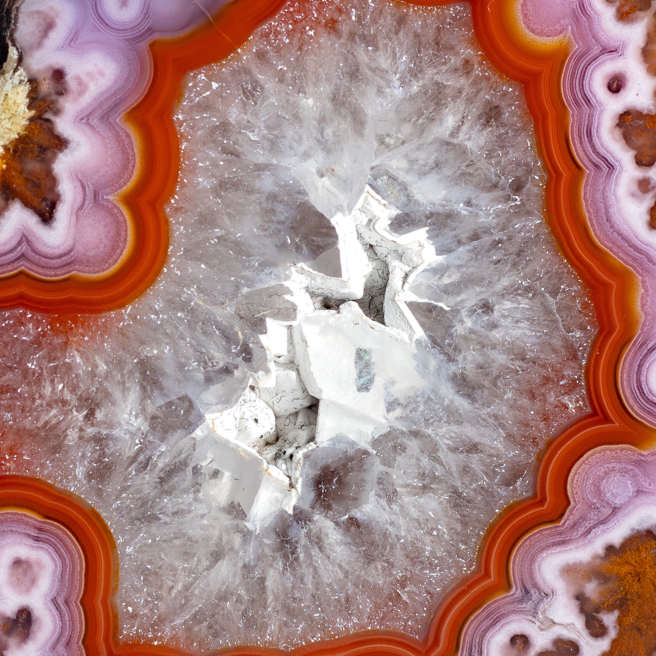 Ciliate - view 4