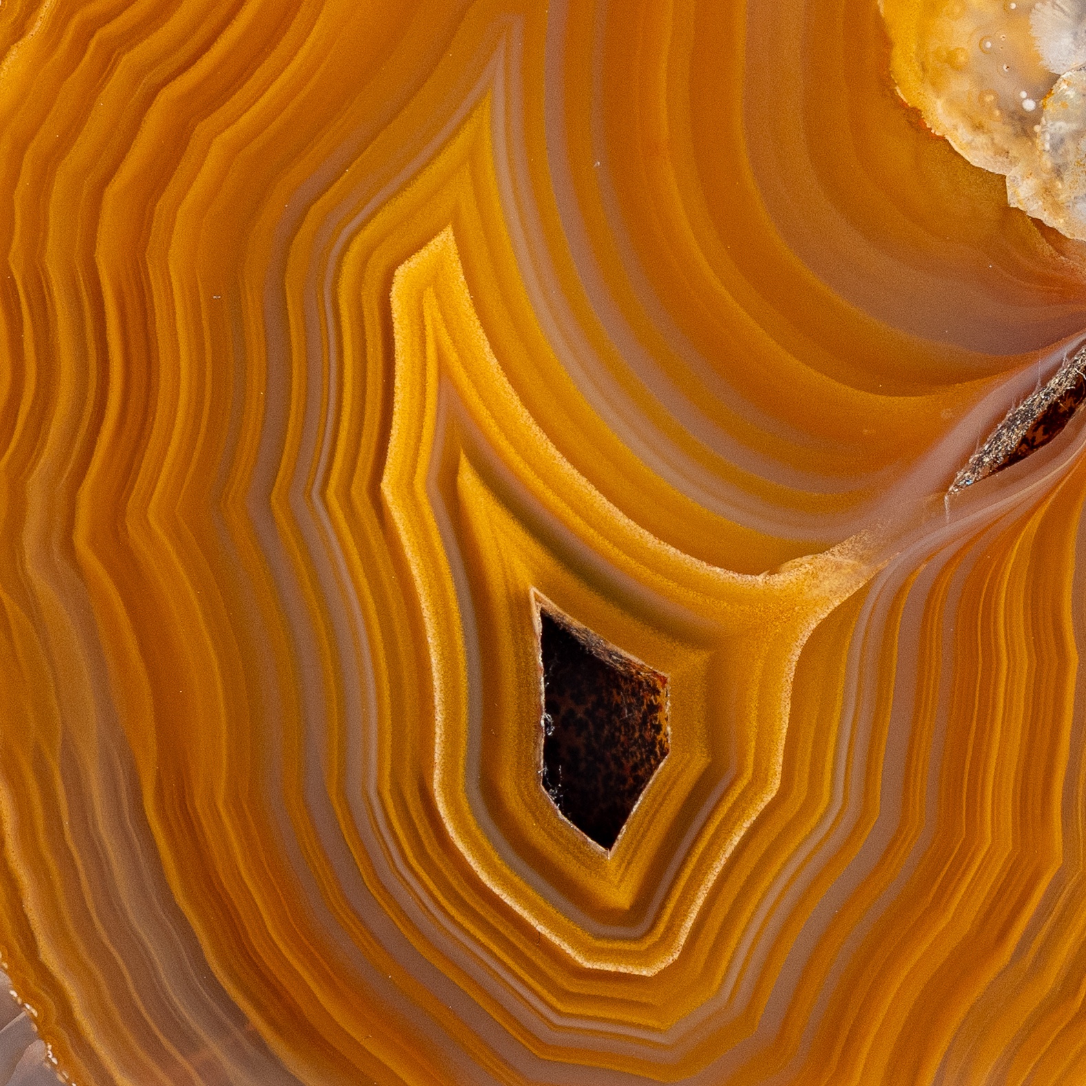 Gilded Gold - view 4