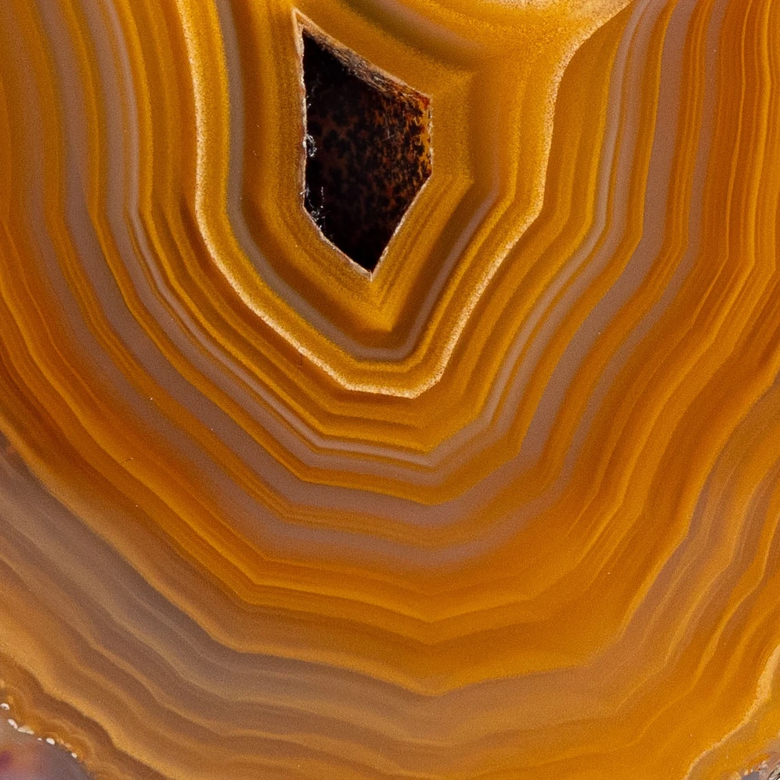 Gilded Gold - view 3
