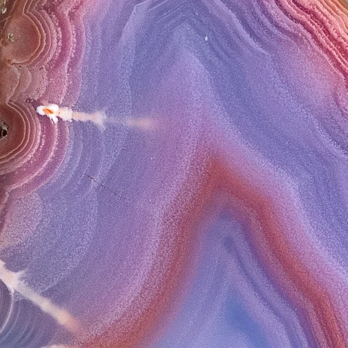 Dahlia - view 5