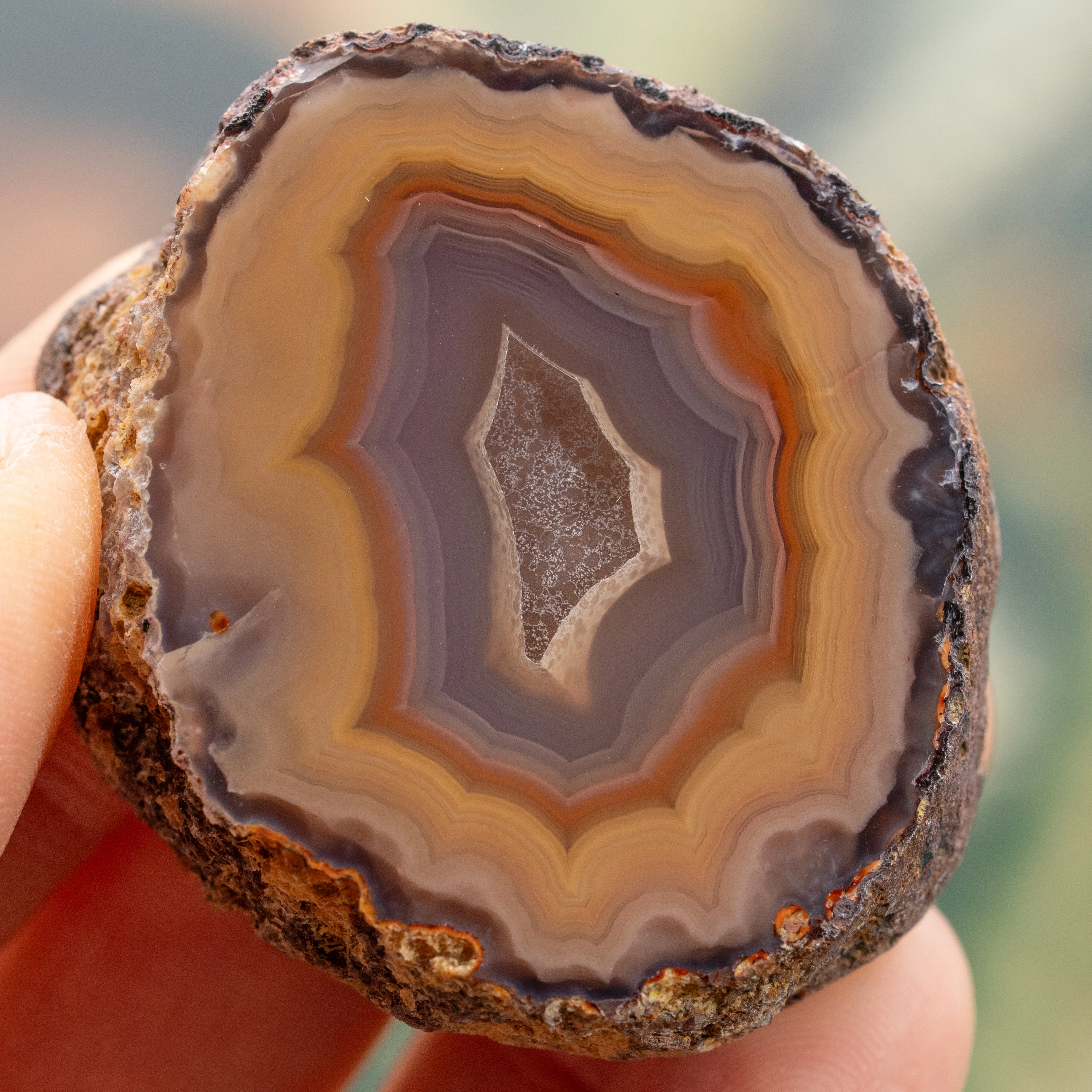 Pulse Marrow - view 2