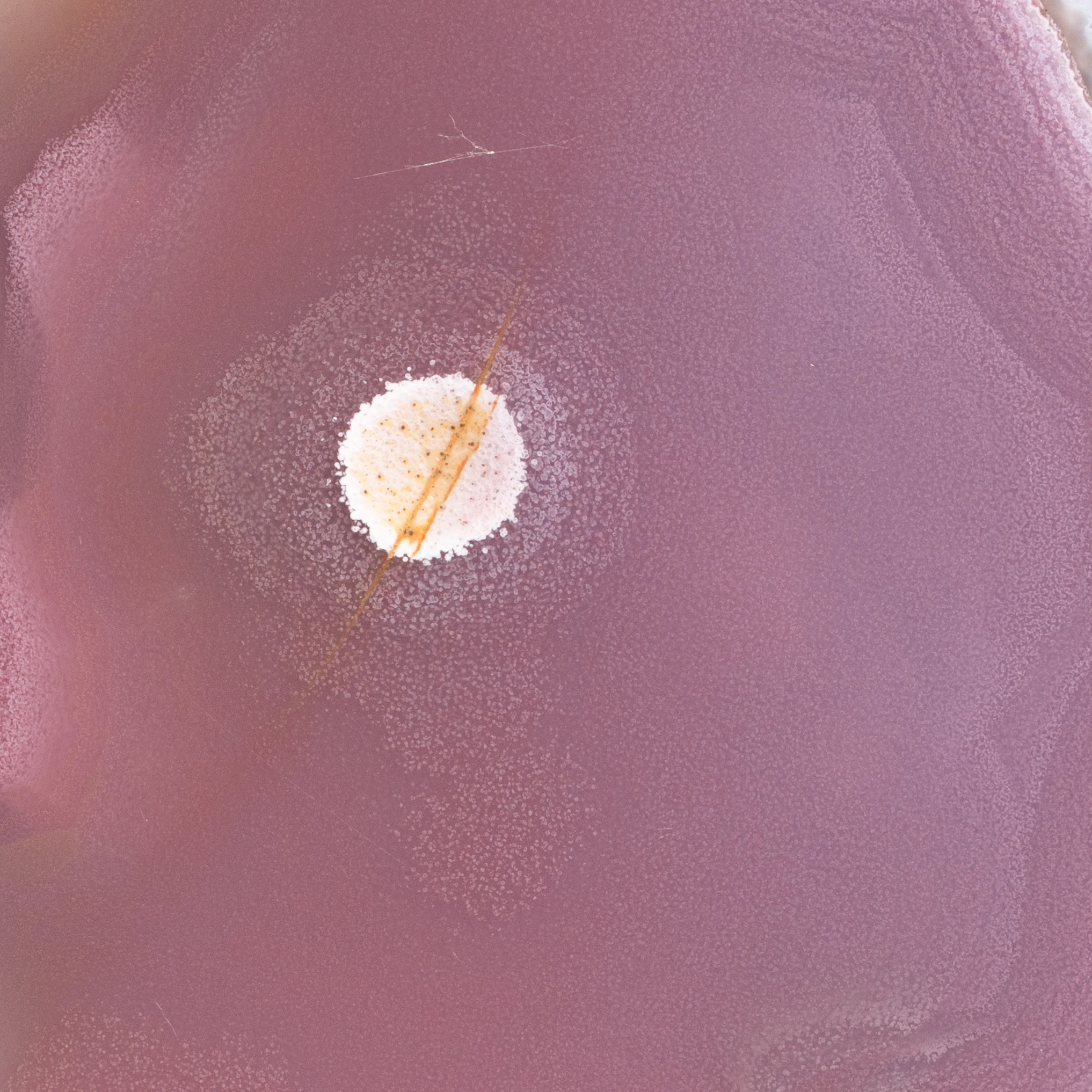 Nebula Feld - view 3