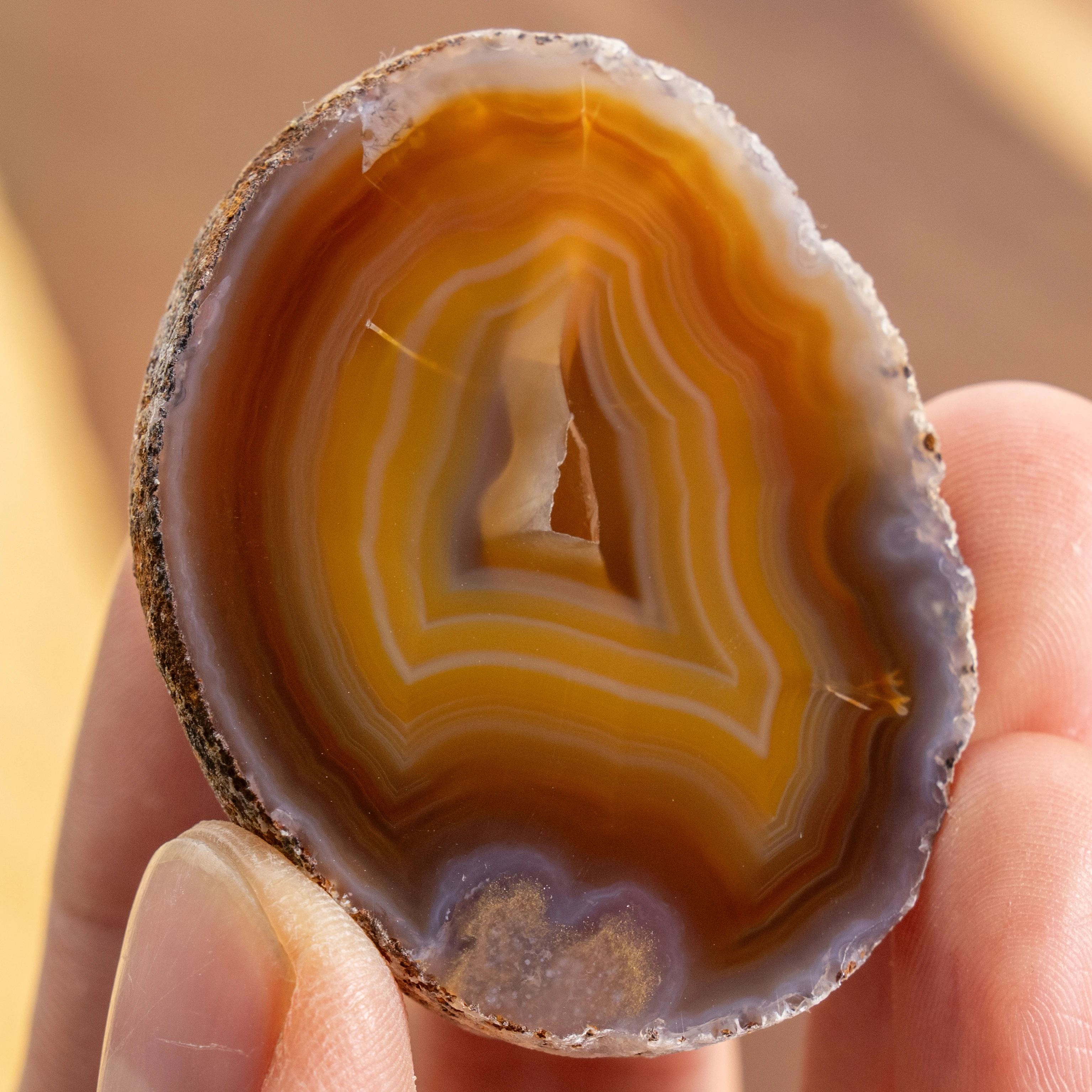Root Crust - view 2