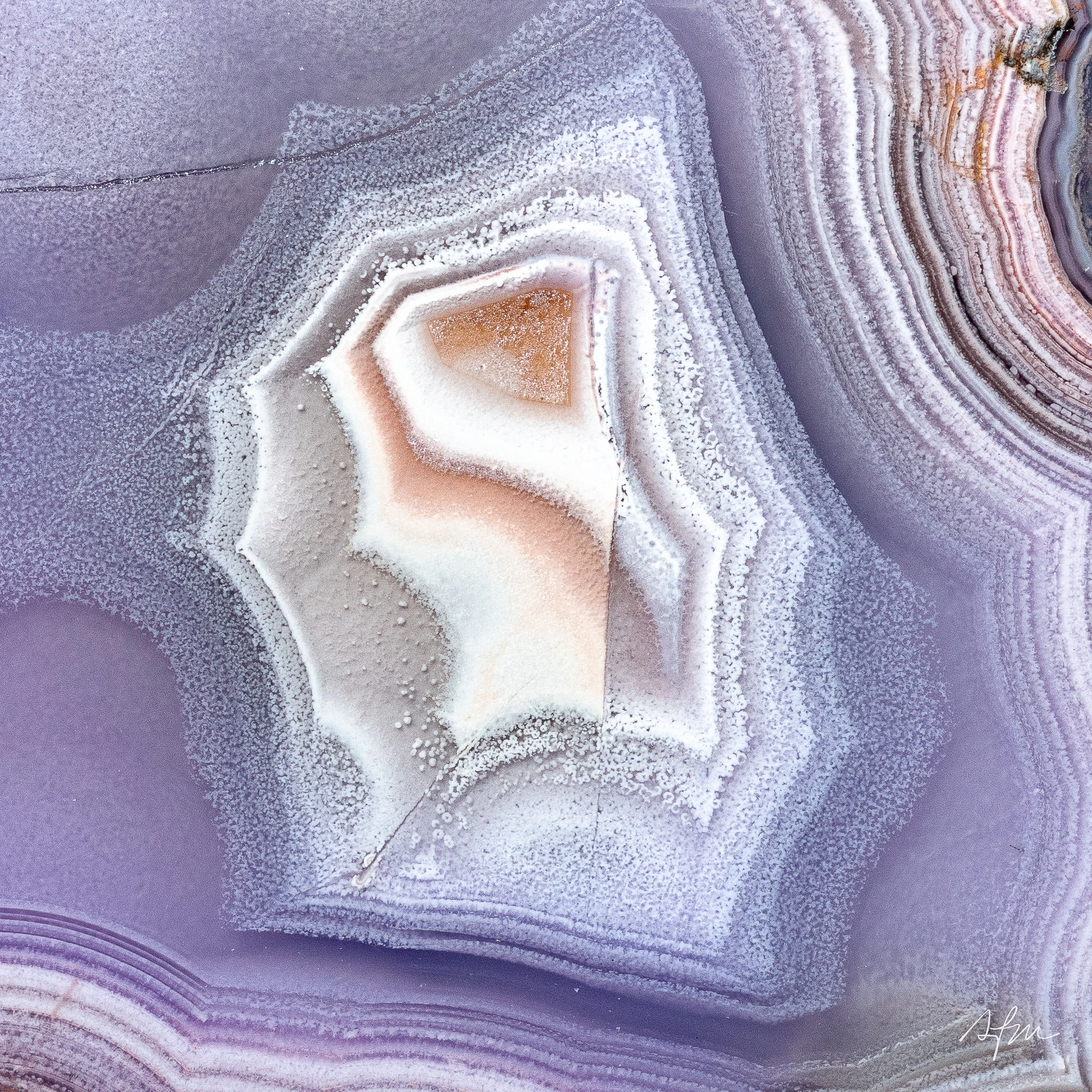Viola - view 3