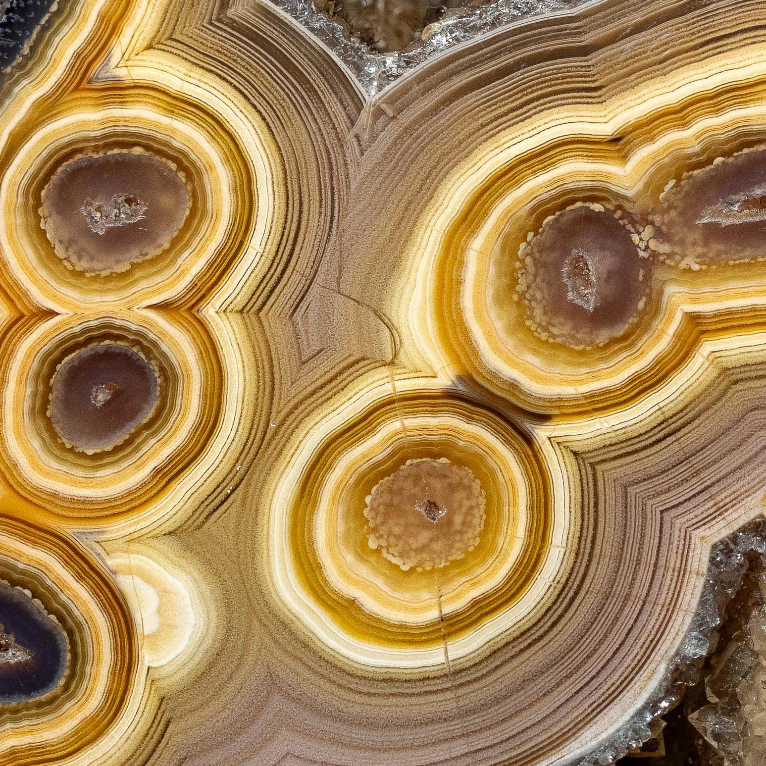 Orbital Bloom - view 4