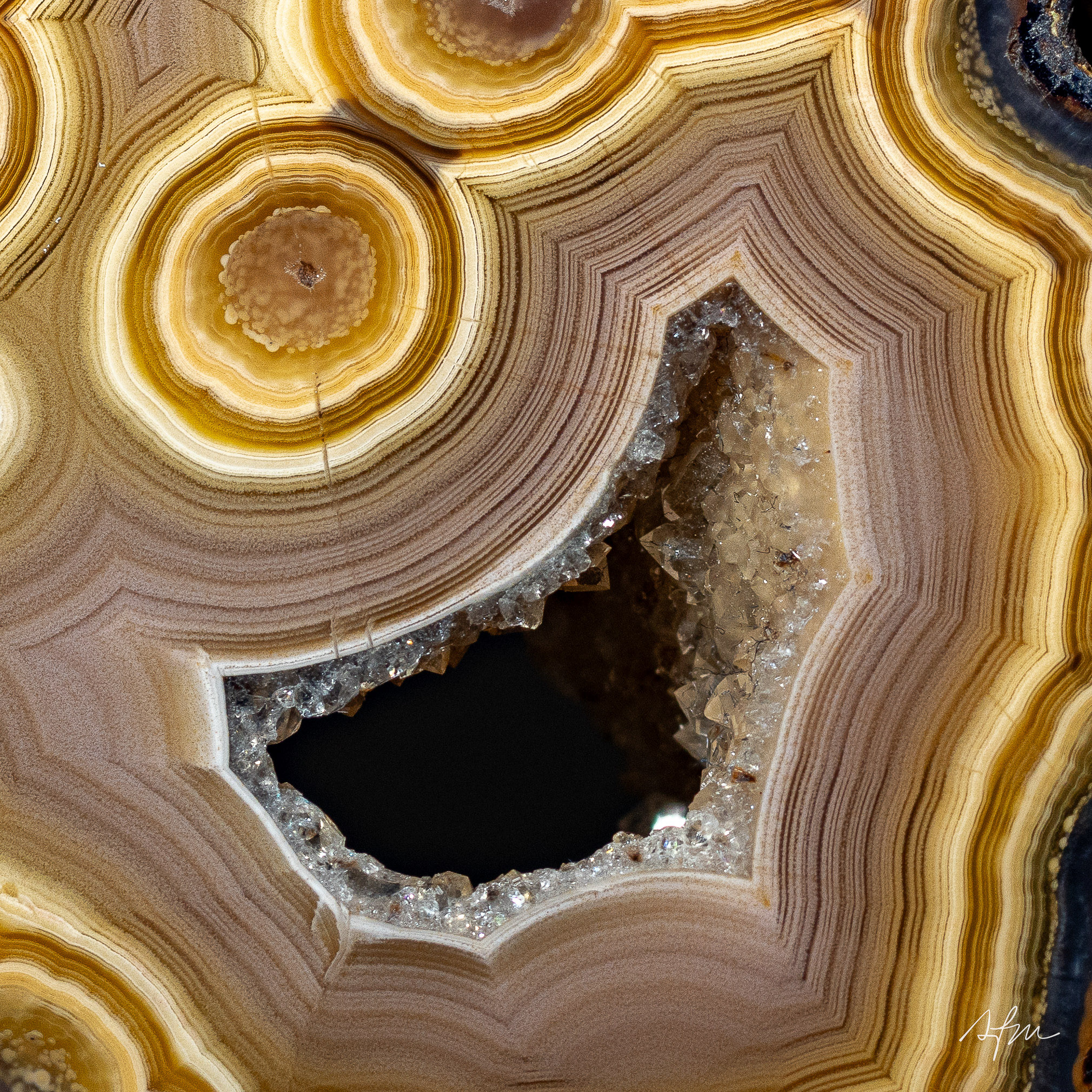 Orbital Bloom - view 3