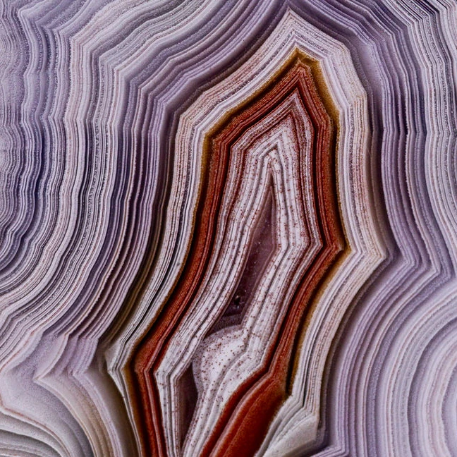 Crimson Violet - view 4