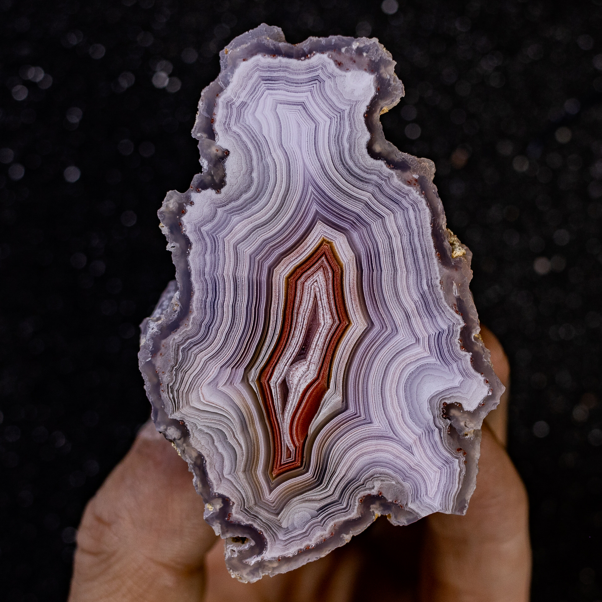 Crimson Violet - view 2
