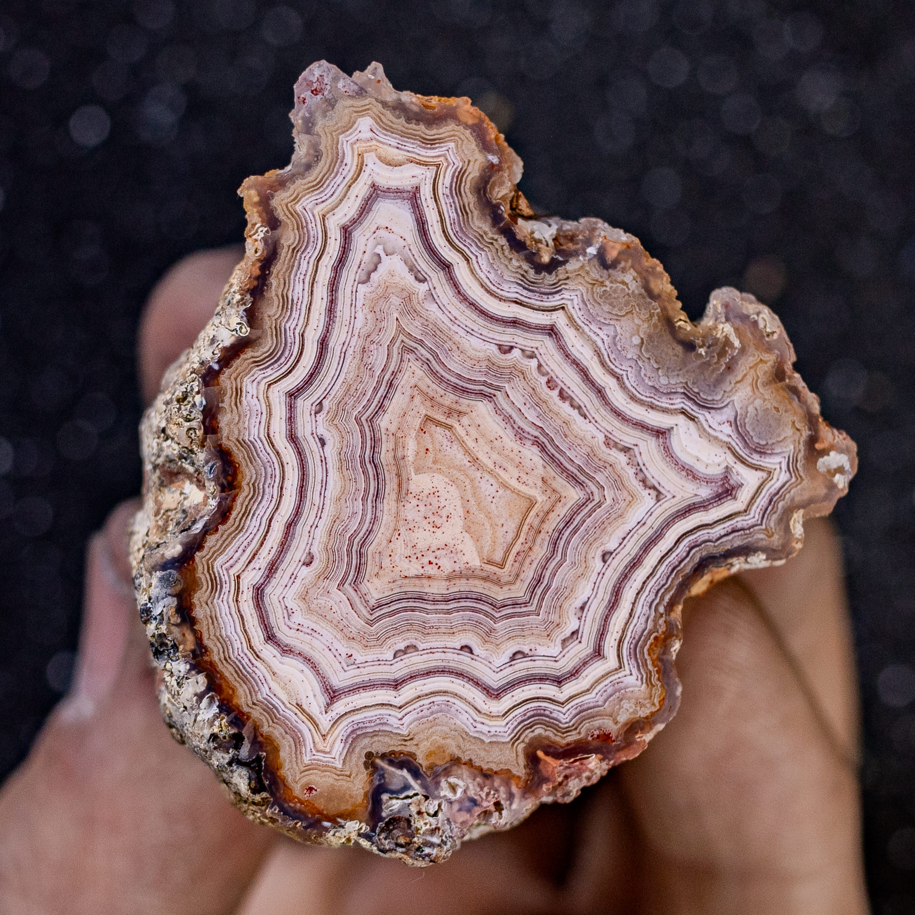 Pink Wood  - view 2