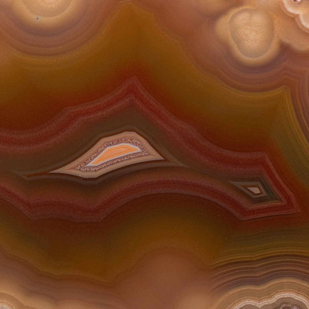 Nectarine - view 3