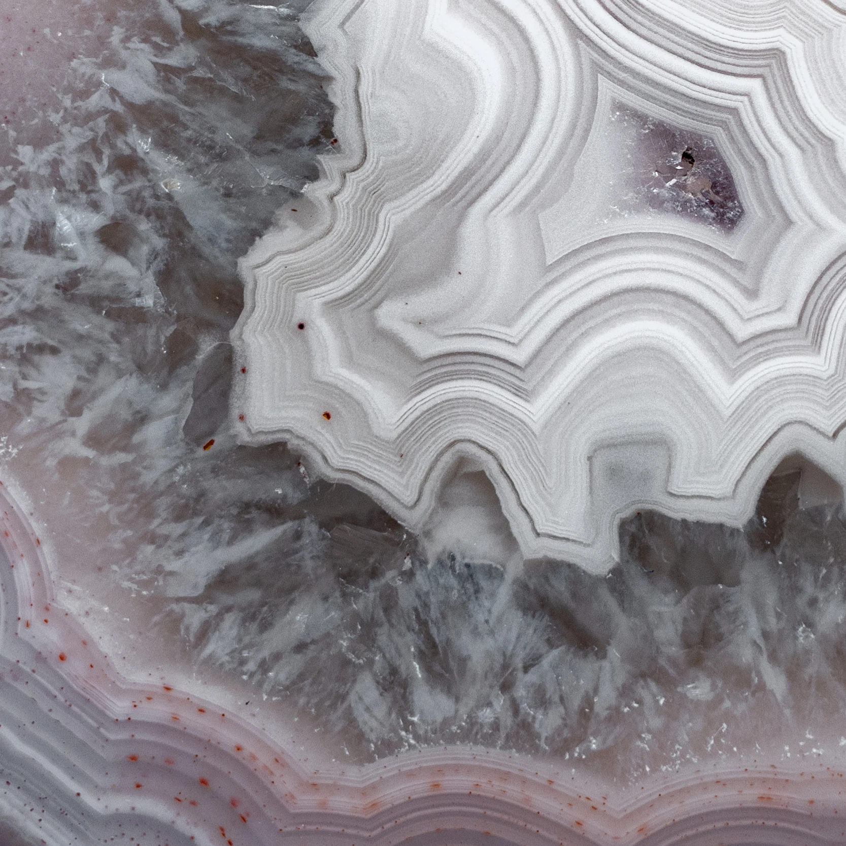 Silver Bloom  - view 3