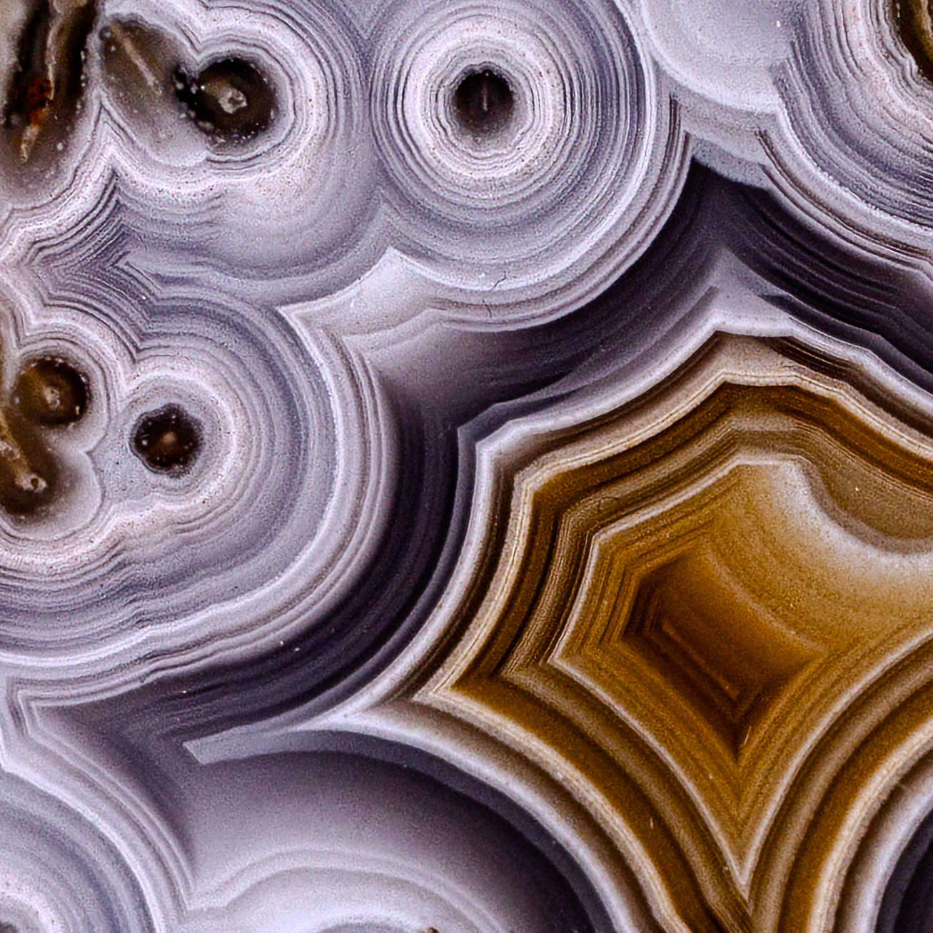Lotus - view 3