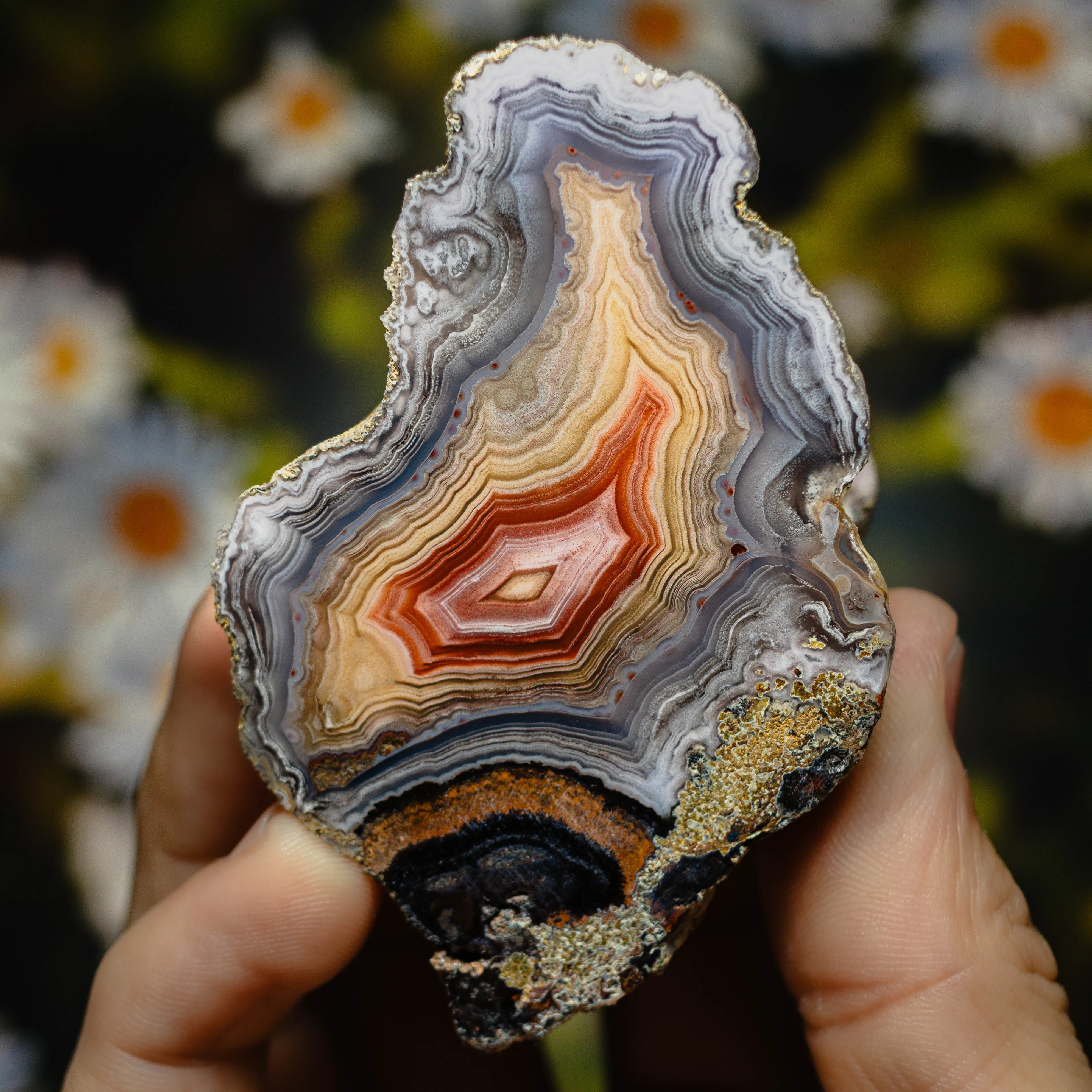 Crown Ember - view 2