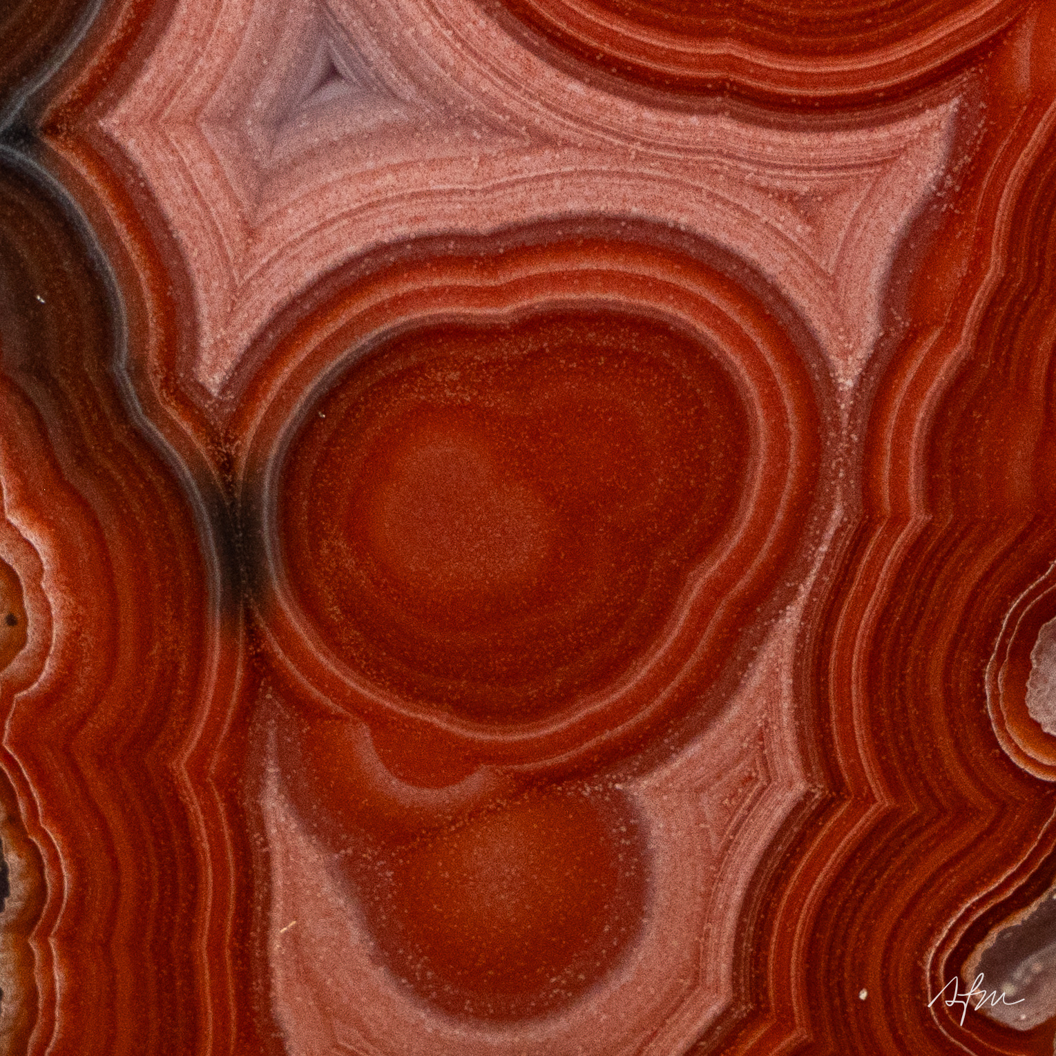 Crimson Pulse - view 3