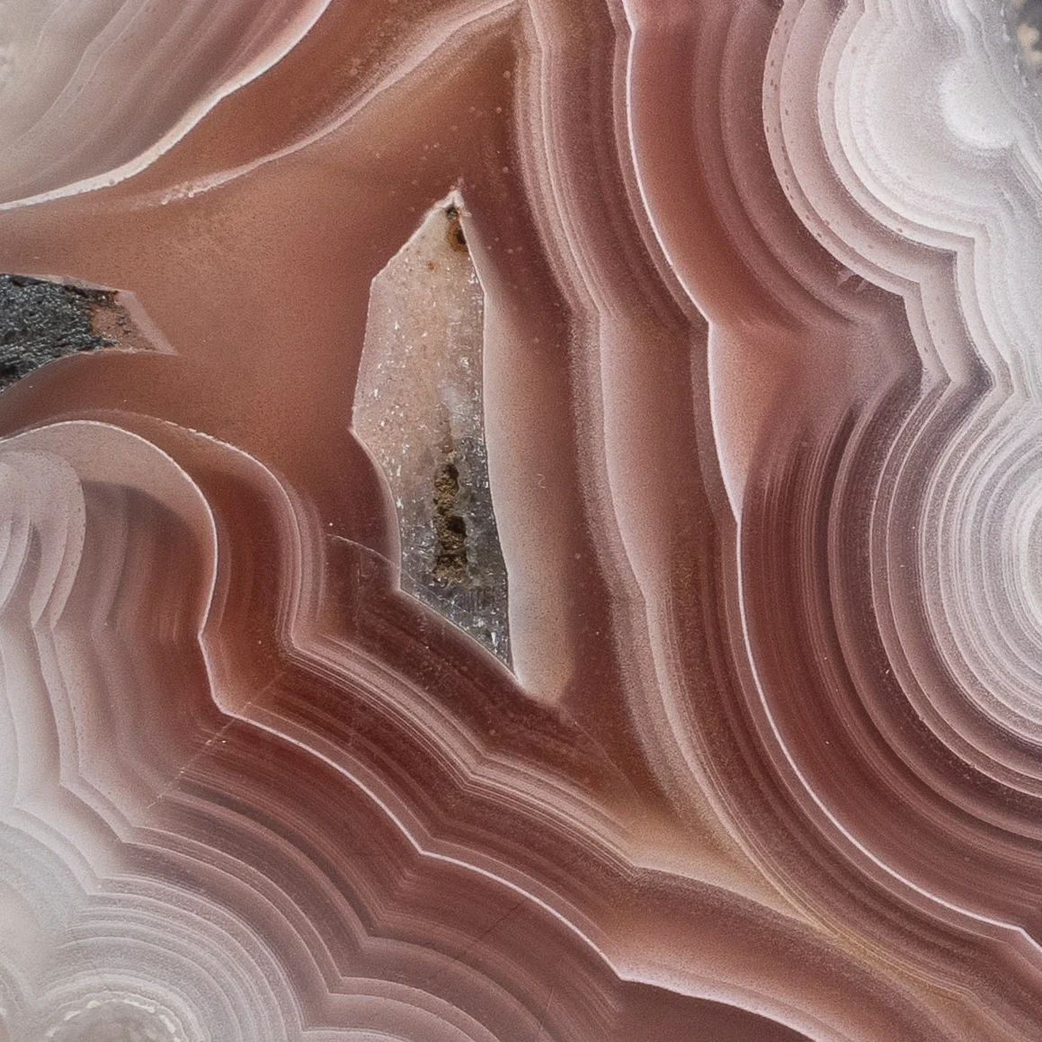 Blush Ember - view 4