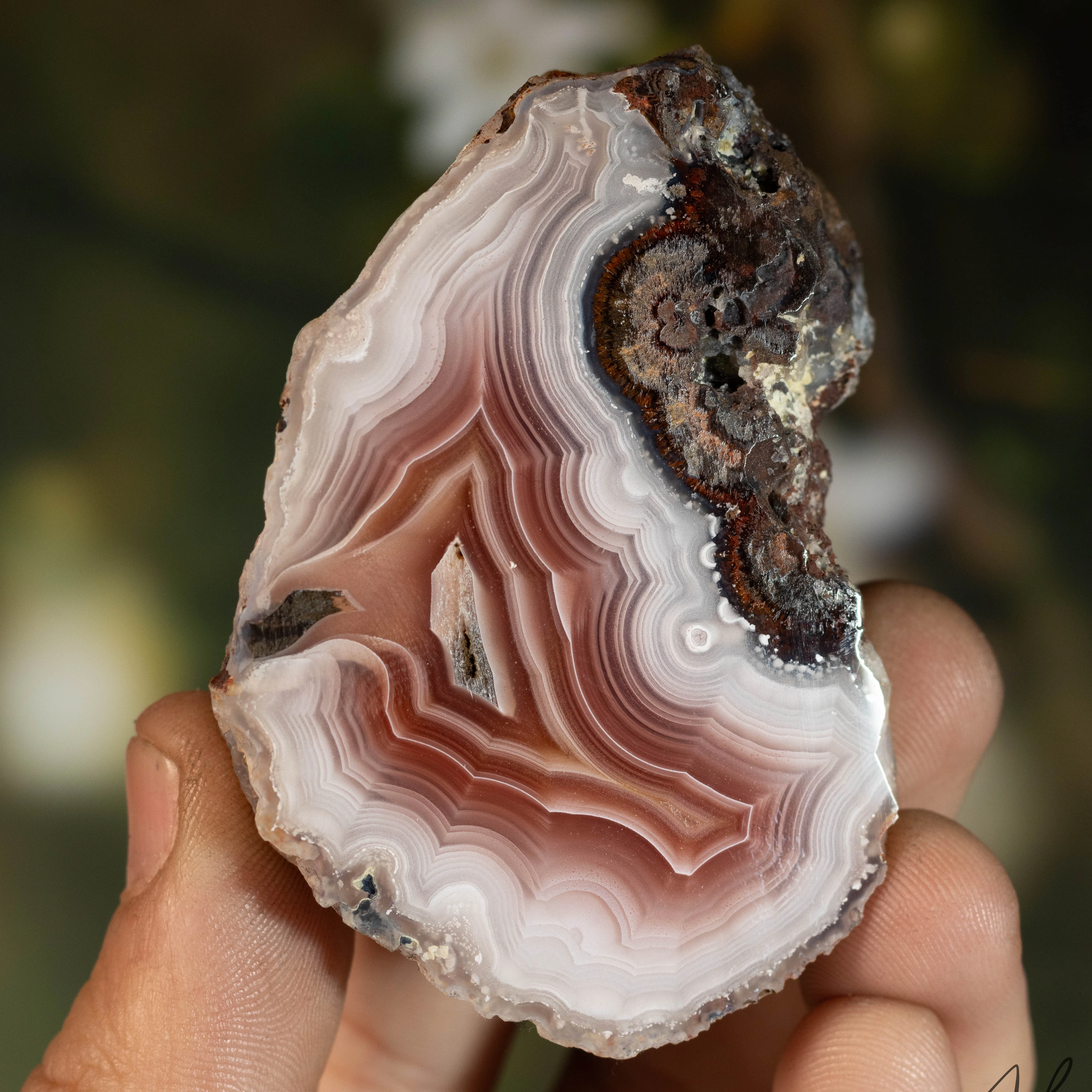 Blush Ember - view 2