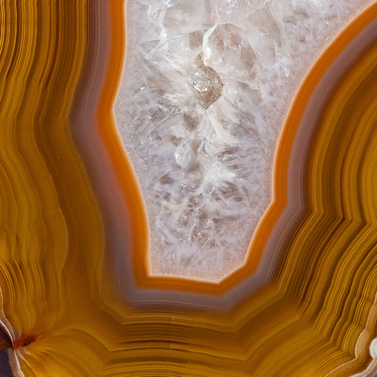 Geia  - view 3