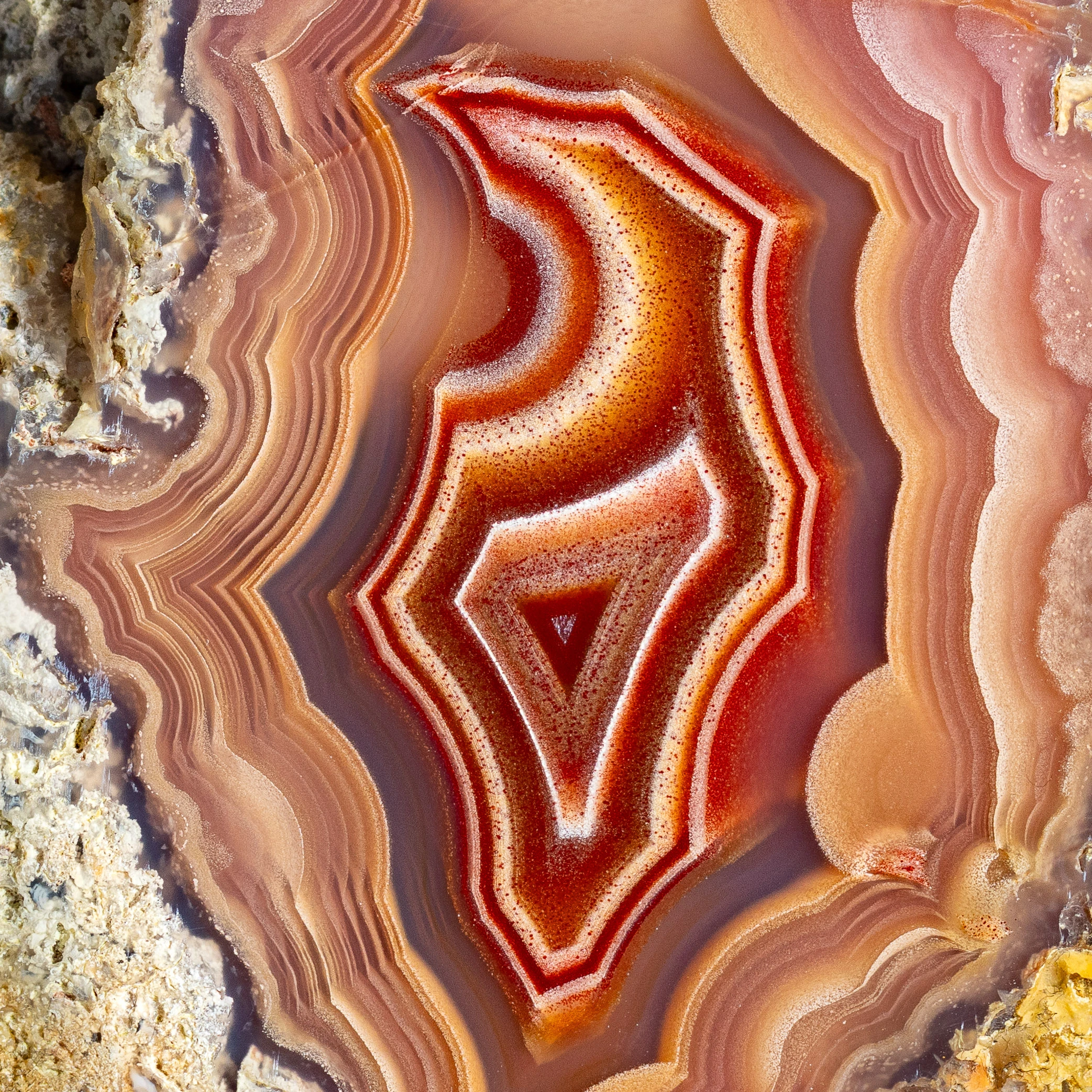 Cosmo - view 4