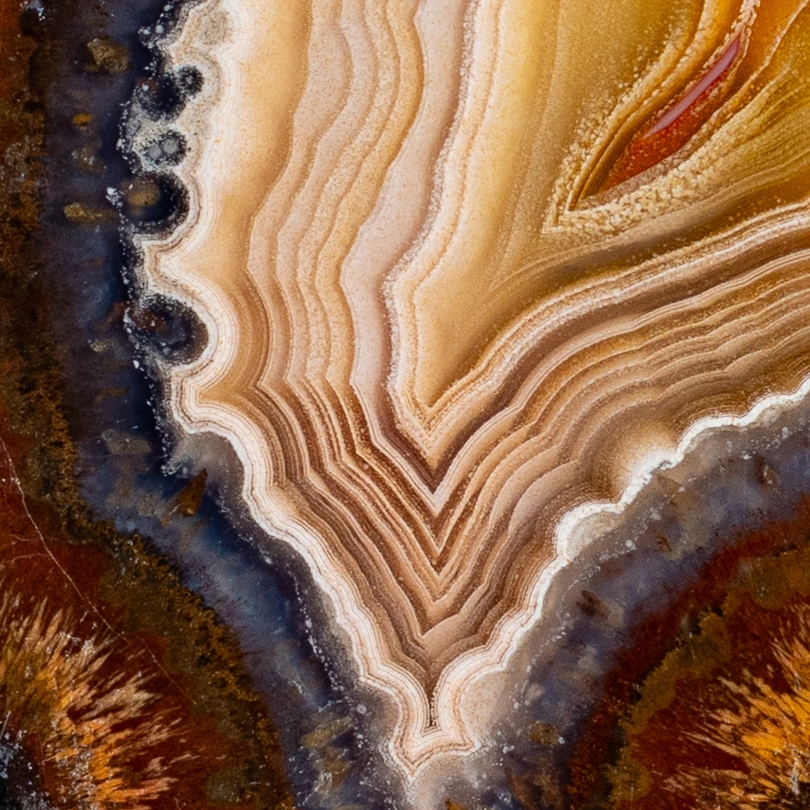 Goldfin - view 3