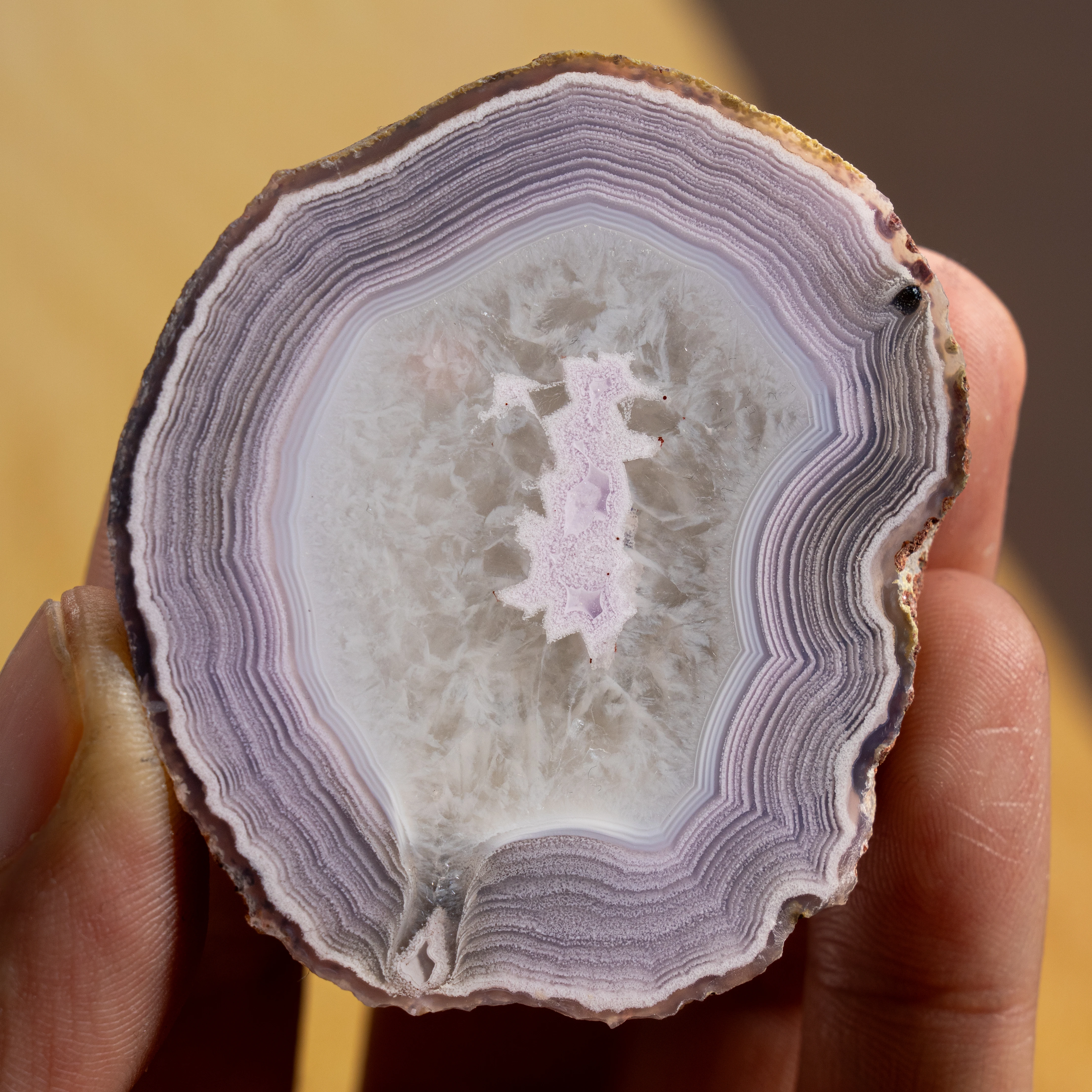 Violet Spark - view 2