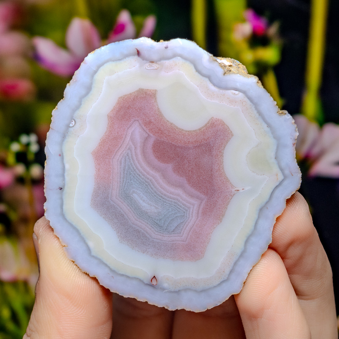 Cotton Bloom - view 2