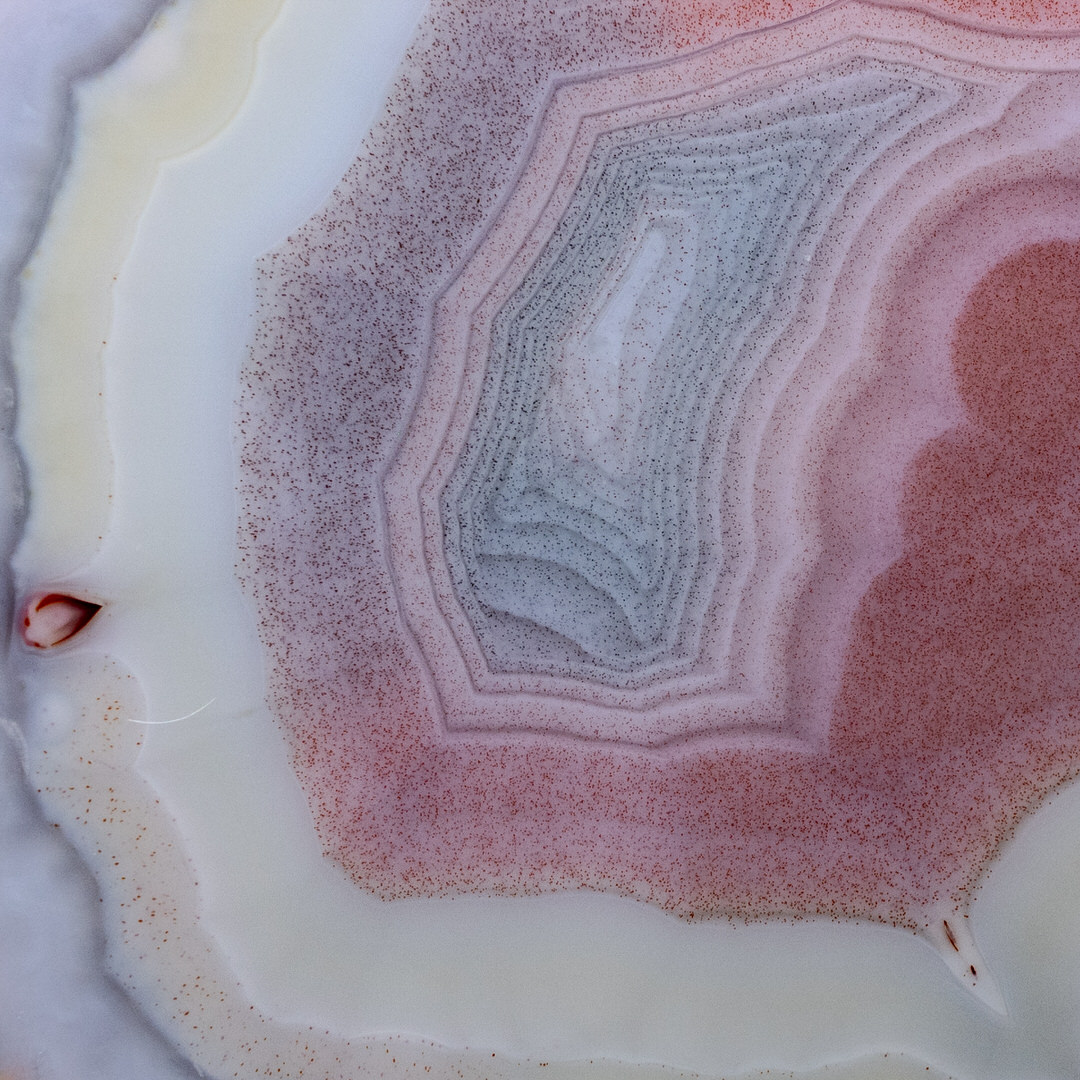 Cotton Bloom - view 3