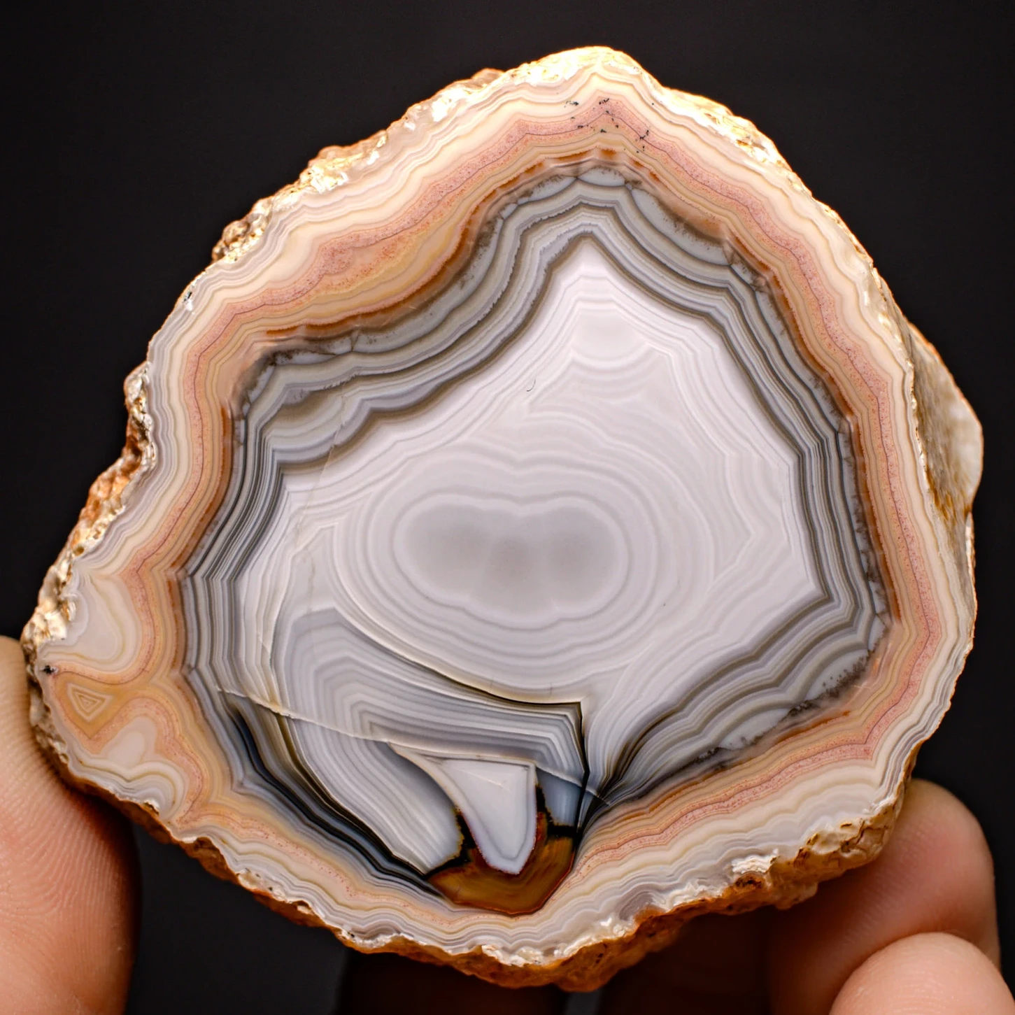 Clam  - view 2