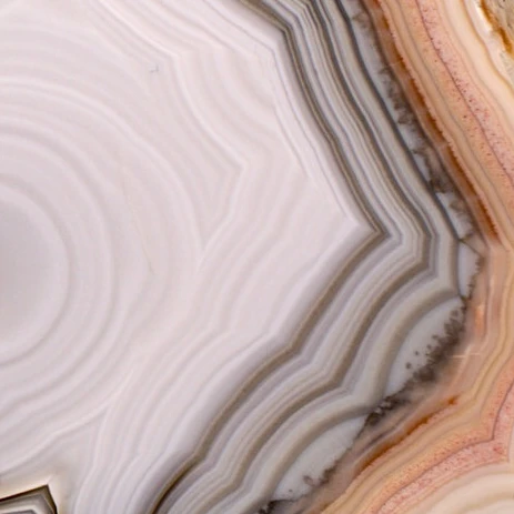 Clam  - view 5