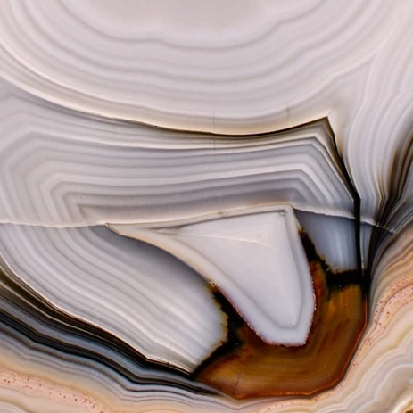 Clam  - view 4