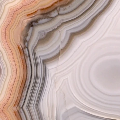 Clam  - view 3